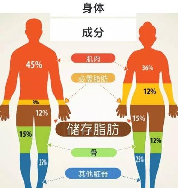 人体成分分析仪 足底压力分析仪 体态评估系统 健康小屋 一般去健身房