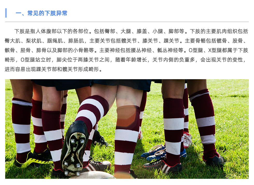 下肢是指人体腹部以下的各部位。包括臀部、大腿、膝盖、小腿、脚部等。下肢的主要肌肉组织包括臀大肌、梨状肌、腘绳肌、腓肠肌，主要关节包括髋关节、膝关节、踝关节。主要骨骼包括髋骨、股骨、髌骨、胫骨、腓骨以及脚部的小骨骼等。主要神经包括腰丛神经、骶丛神经等。O型腿、X型腿都属于下肢畸形，O型腿站立时，脚尖位于两膝关节之间，随着年龄增长，关节内侧的负重多，会出现关节的变性，进而容易出现踝关节部和髋关节形成畸形。
